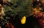 Gelber Schwamm leuchtet im Korallenriff