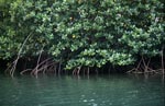 Mangroven im grünlichen Wasser des Qara-ni-Qio River