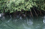 Mangroven am Ufer des Qara-ni-Qio River