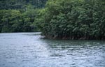 Mangroven und Regenwald am Qara-ni-Qio River