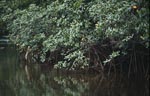 Mangroven spiegeln sich im Qara-ni-Qio River