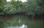 Mangroven an einem Seitenarm des Qara-ni-Qio River