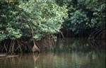 Mangrovenwald an einem Qara-ni-Qio River Seitenarm