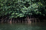 Undurchdringliche Rote Mangroven am Flußufer