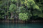 Mangroven säumen das Ufer des Qara-ni-Qio River