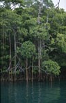 Mangrovendschungel am Fluß
