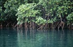 Undurchdringlicher Mangrovenbewuchs am Qara-ni-Qio River