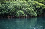 Mangroven im Brackwasser des Qara-ni-Qio River