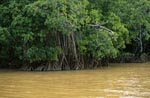 Mangroven im gelben Qara-ni-Qio River Flußwasser