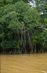 Mangroven im aufgewühlten Qara-ni-Qio River nach Starkregen