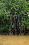 Mangrovendickicht am Fluß nach starkem Regen
