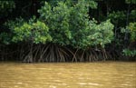 Mangroven im lehmgelben Wasser des Qara-ni-Qio River