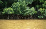 Mangroven nach schwerem Regen im Qara-ni-Qio River
