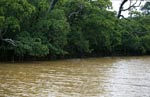 Mangrovenlandschaft am Qara-ni-Qio River nach Regen