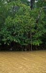 Mangroven im gelb verfärbten Flußwasser 
