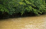 Mangroven nach intensivem Regen am Qara-ni-Qio River