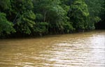 Mangroven nach Starkregen im Fluß