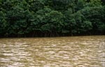 Rote Mangroven am Ufer des Flusses nach dem Regen
