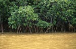 Mangroven am Flußufer nach starkem Regen