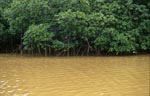 Mangroven im lehmigen Flußwasser