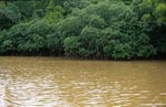 Mangroven im lehmgelben Qara-ni-Qio River