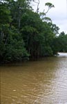 Mangroven im lehmgelben Fluß