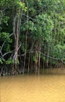 Mangroven im Uferbereich des Qara-ni-Qio River
