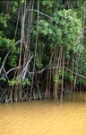 Mangroven ragen aus dem Wasser des Qara-ni-Qio River