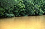 Mangroven in den lehmgelben Fluten des Qara-ni-Qio River