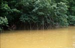 Mangroven umstroemt vom Flußwasser