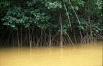 Mangroven ragen aus dem gelben Flußwasser