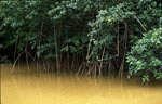 Rote Mangroven im lehmigen Flusswasser