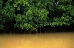Mangroven im lehmigen Wasser des Qara-ni-Qio River