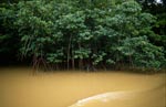 Mangroven am Qara-ni-Qio River nach starkem Regen