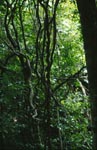 Lianen schlingen sich durch den Regenwald