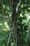 Lianen umschlingen einen Baumstamm im Regenwald