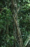 Lianen im Fiji Regenwald