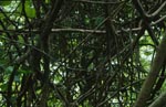 Lianengewirr im Fiji Regenwald