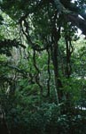 Fidschi Regenwald Atmosphäre