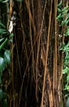 Gummibaum im Fiji Regenwald