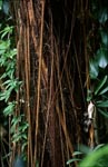 Luftwurzeln an einem Gummibaum im Fiji Regenwald