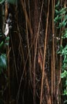 Gummibaum (Ficus elastica) mit Luftwurzeln im Regenwald.