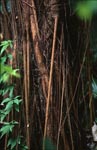 Gummibaum im Regenwald