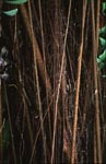 Ficus elastica entwickelt einen massiven Stamm mit Luftwurzeln.