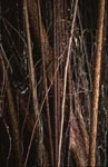 Gummibaum (Ficus elastica) mit zahlreichen Luftwurzeln.