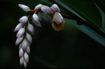 Wunderschöner Muschelingwer Blütenstand