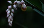 Bildschöner Muschelingwer Blütenstand