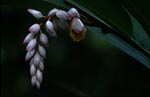 Muschelingwer Blütenstand leuchtet aus dunkler Umgebung