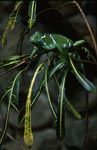 Fiji Crested Iguana inmitten von gelbgrünen Blättern