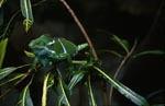 Fiji Crested Iguana farblich angepasst an seine Umgebung